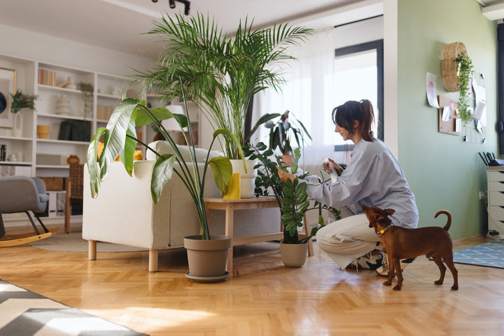 Spring Safety: Common Household Plants That Are Dangerous to Pets
