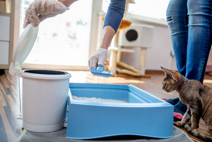 Spring Into Action: Cleaning Your Pet's Supplies for a Fresh Start