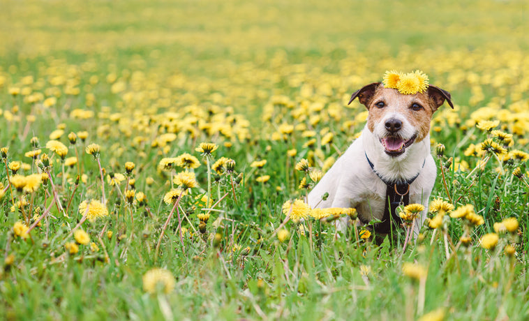 Pollen Problems: How to Manage Seasonal Allergies in Pets