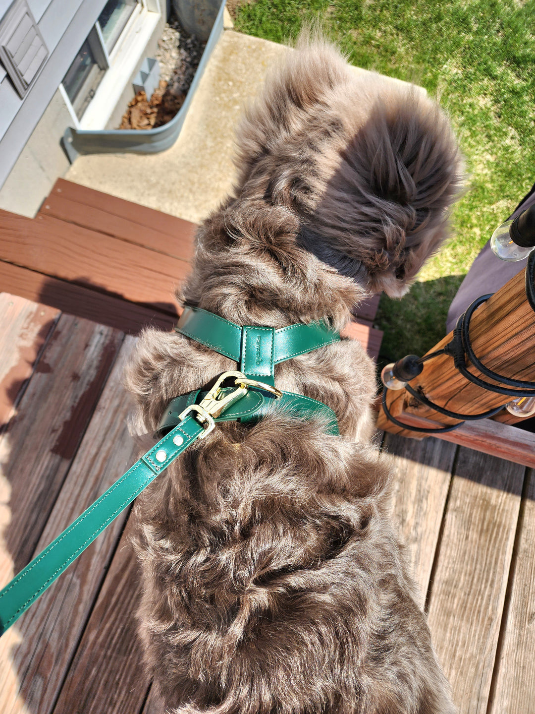 Harness