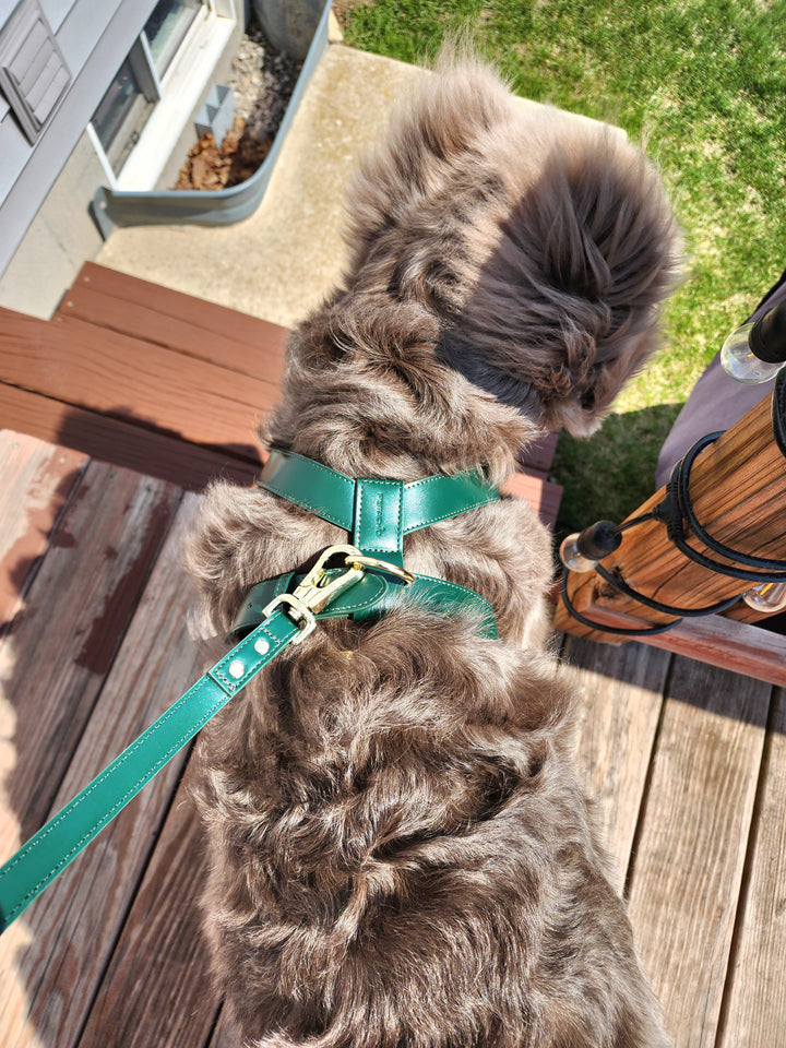 Harness