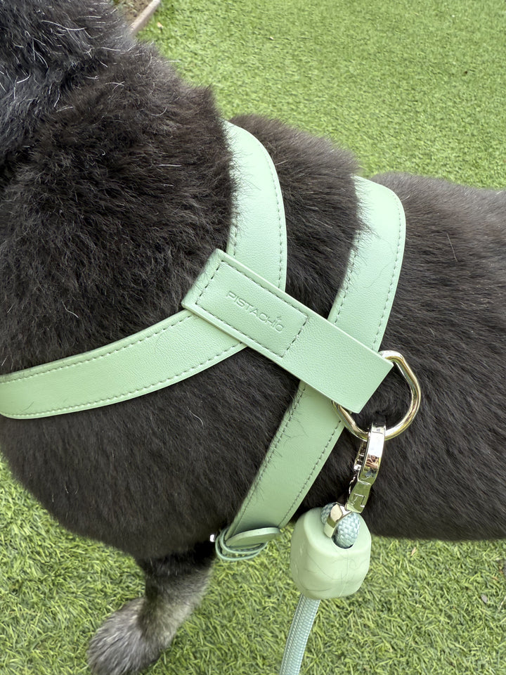 Harness