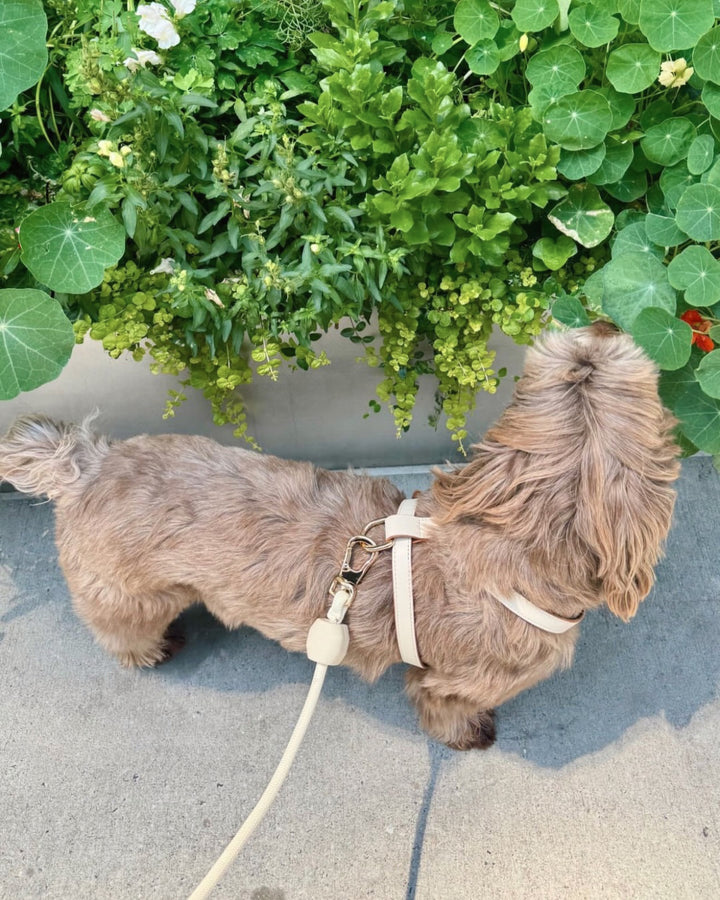 Harness